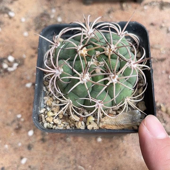 无花朵实生龟甲碧岩玉