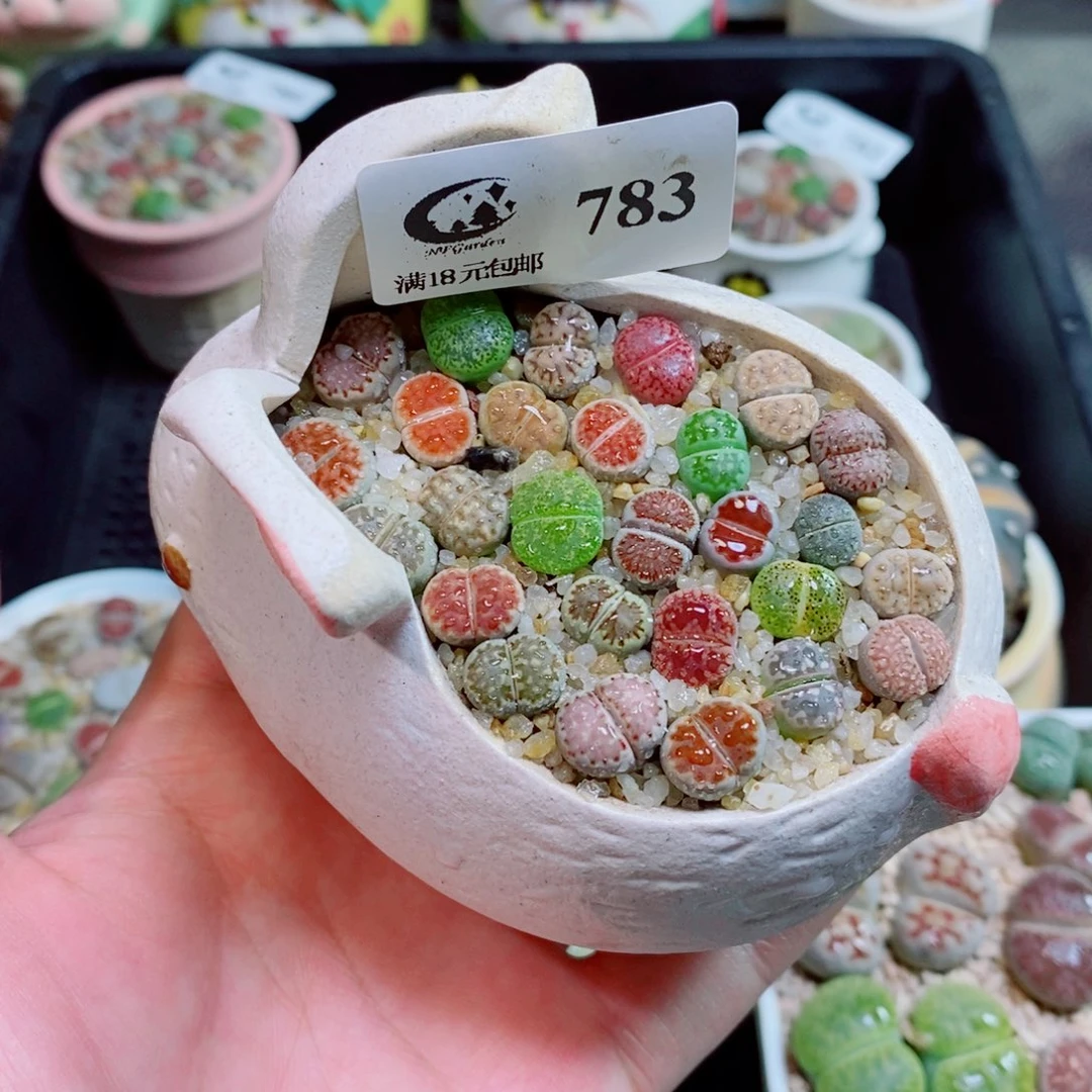 生石花花花花花花783