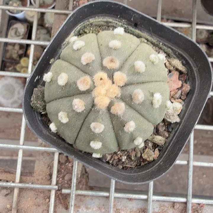 实生大兜单头5仙人球