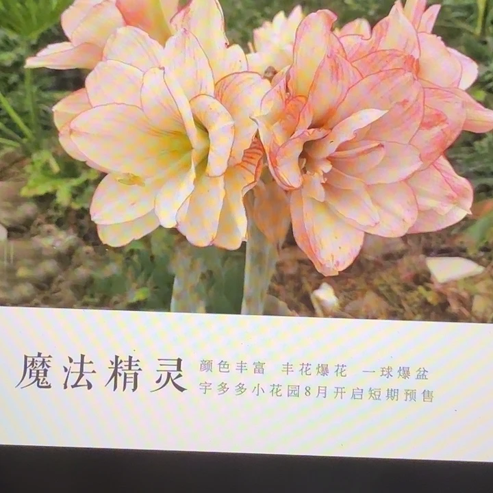 魔法精灵直径4.5+基地球