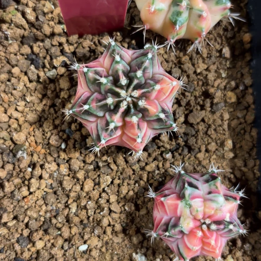 285-1215泰国发货多肉