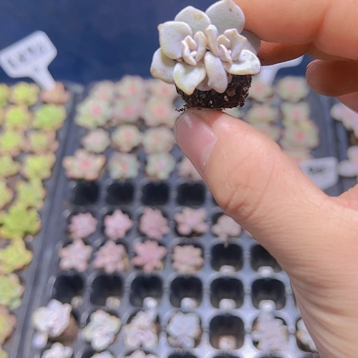 白饺子皮 满10颗包邮