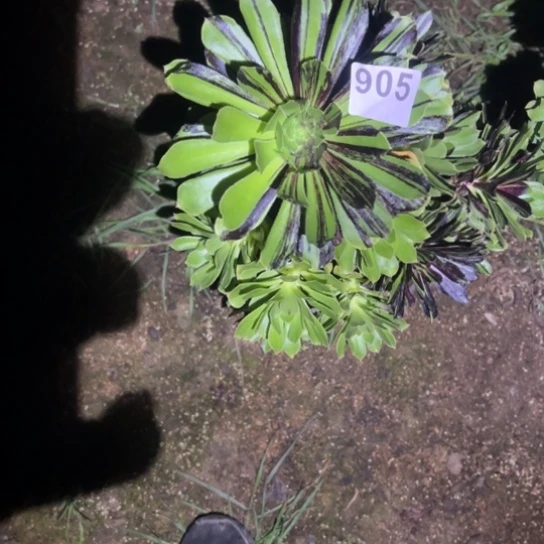 向*葵905水墨丹青多肉植物花脸