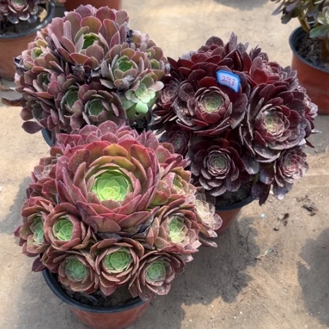 298多肉植物组合