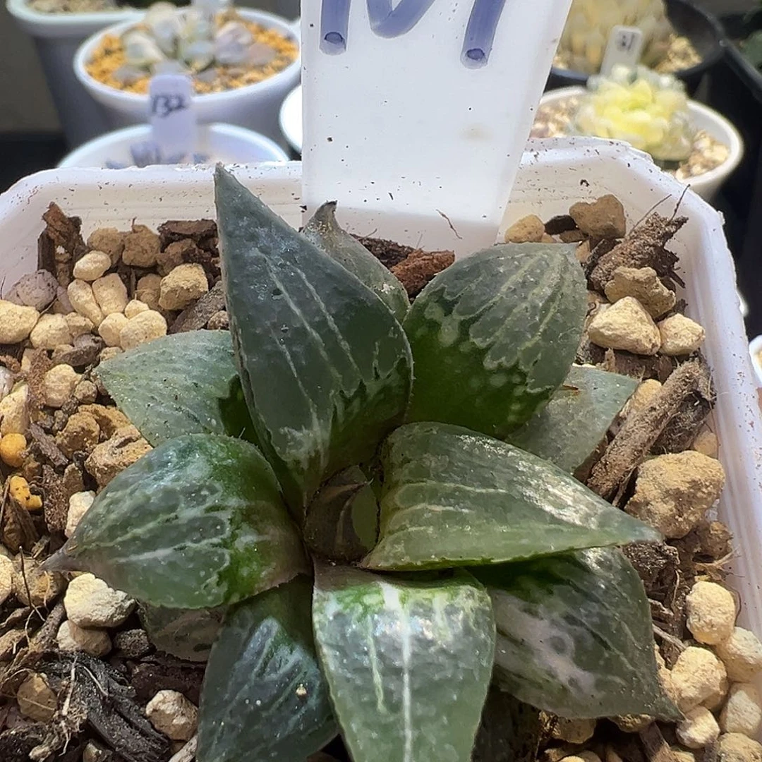 酒吞童子镜特价处理