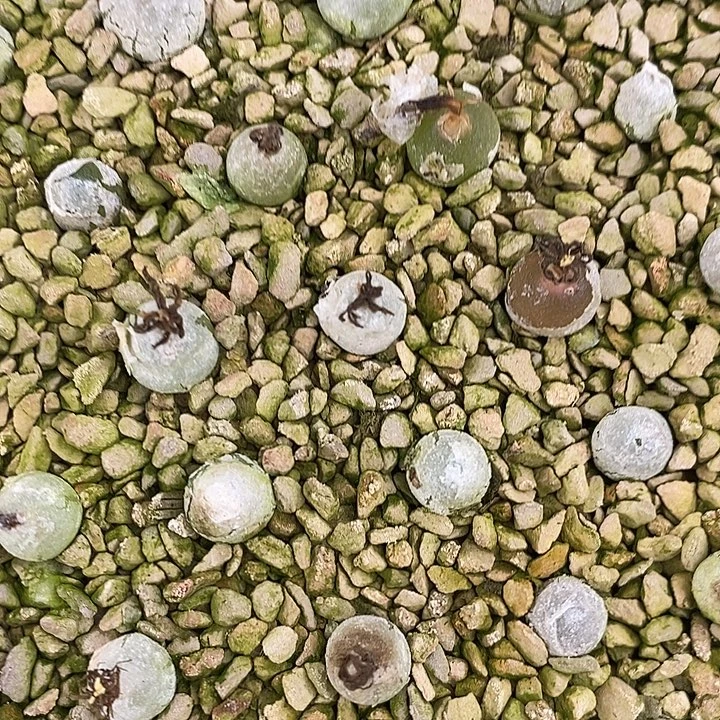 哈默灯泡1颗。