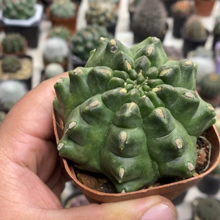 龟甲牡丹特价福利