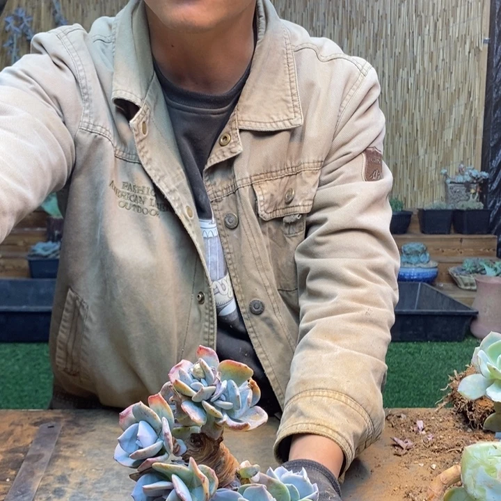 紫***嫣313 号白凤多肉植物