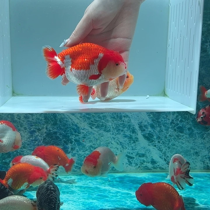 海水鱼小红帽红白