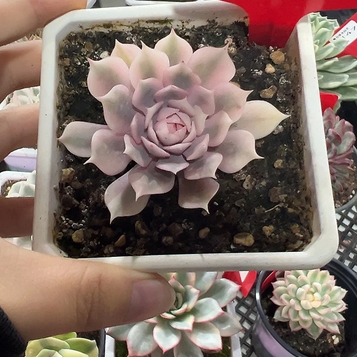 146号粉蝶锦多肉植物