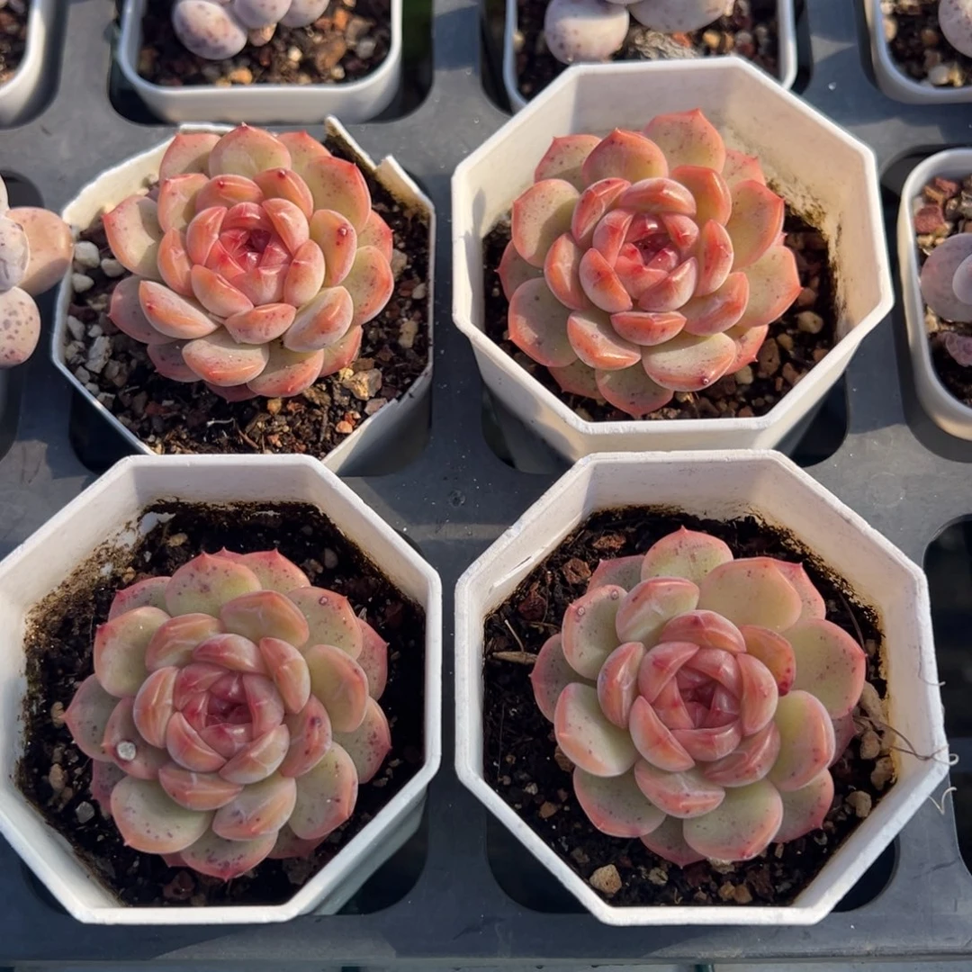 琴心单头一颗量拍多肉满18元包邮下午发货