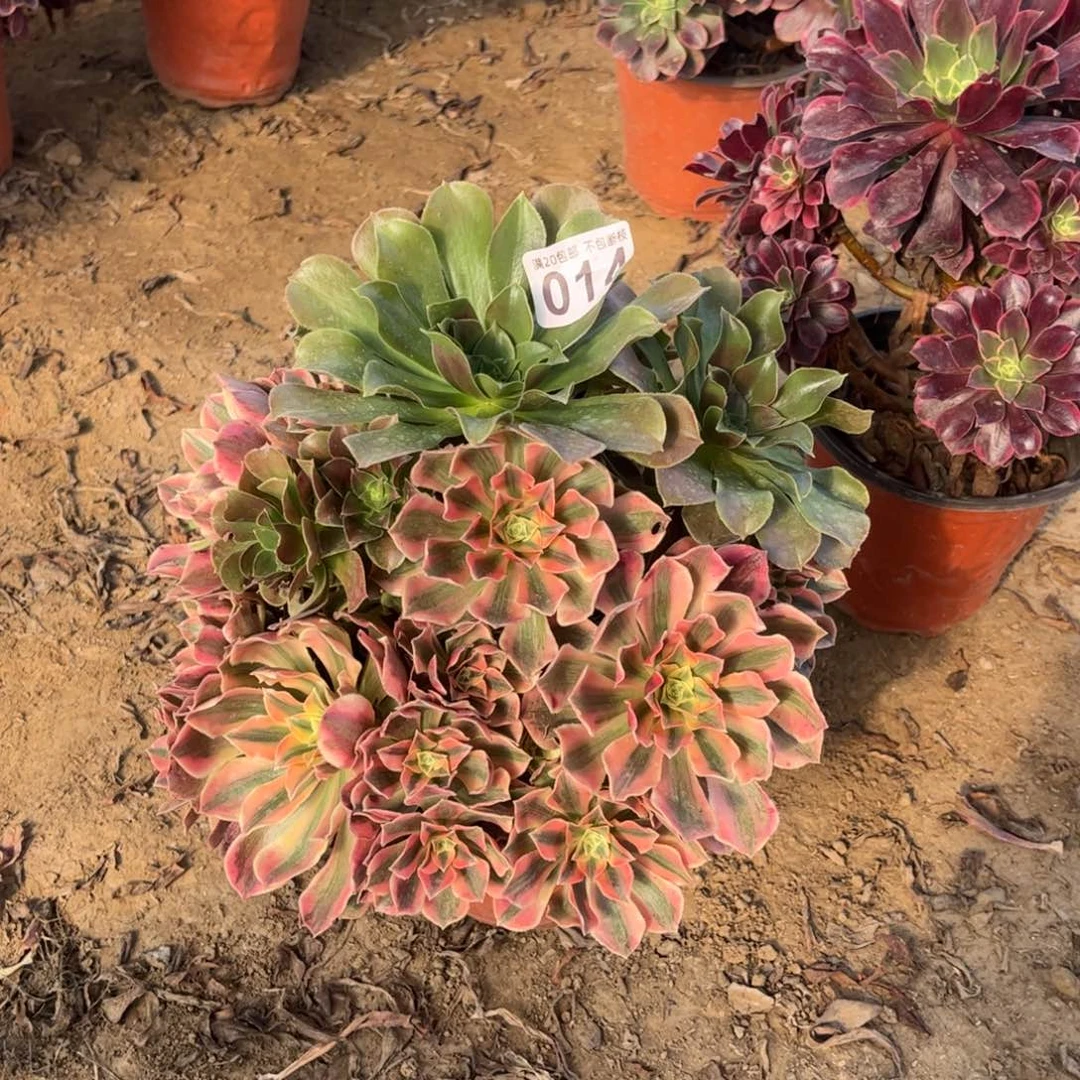 粉女妖014不包断枝