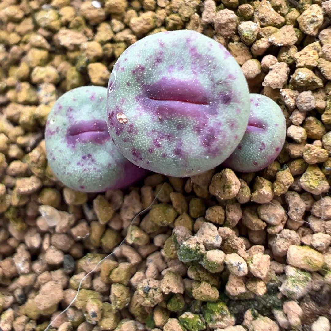 412号开播福利。