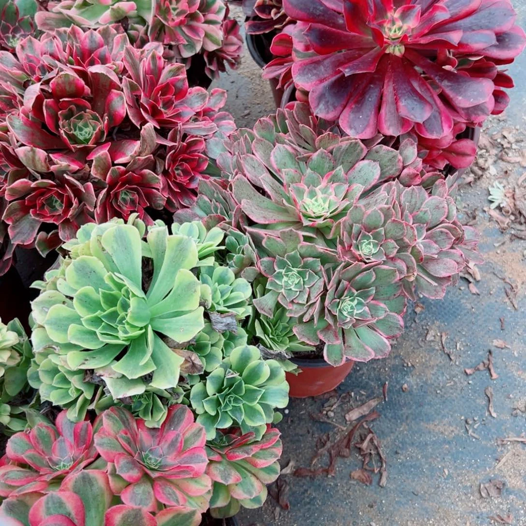 赣***技054十颗组合多肉植物