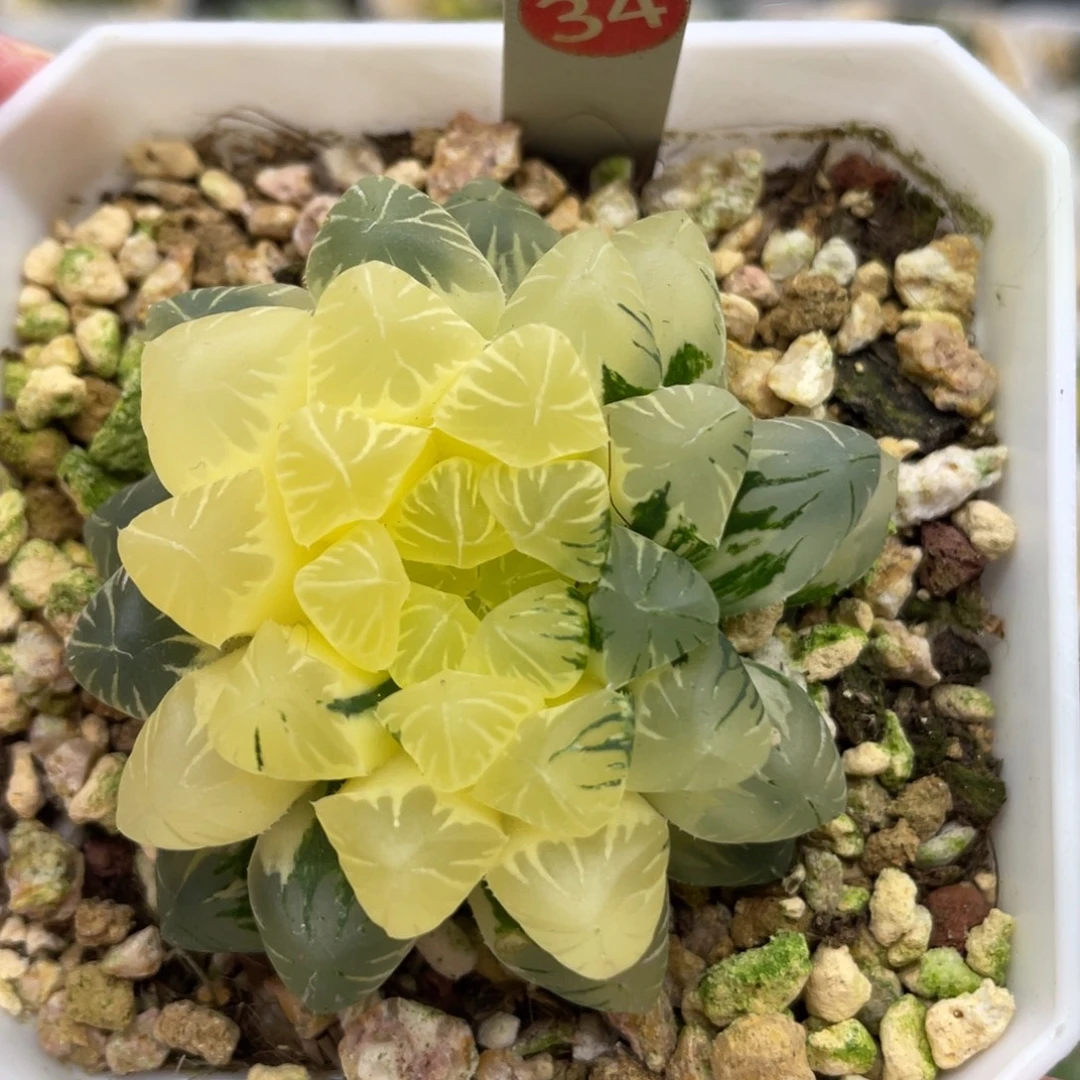 小蔡的菜园34特价款