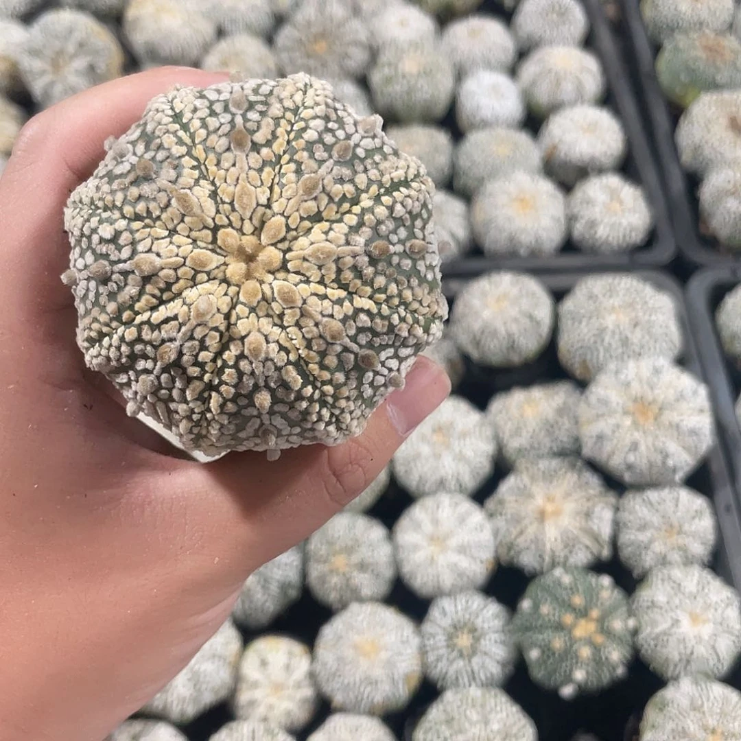 完全开放周*特价16 18