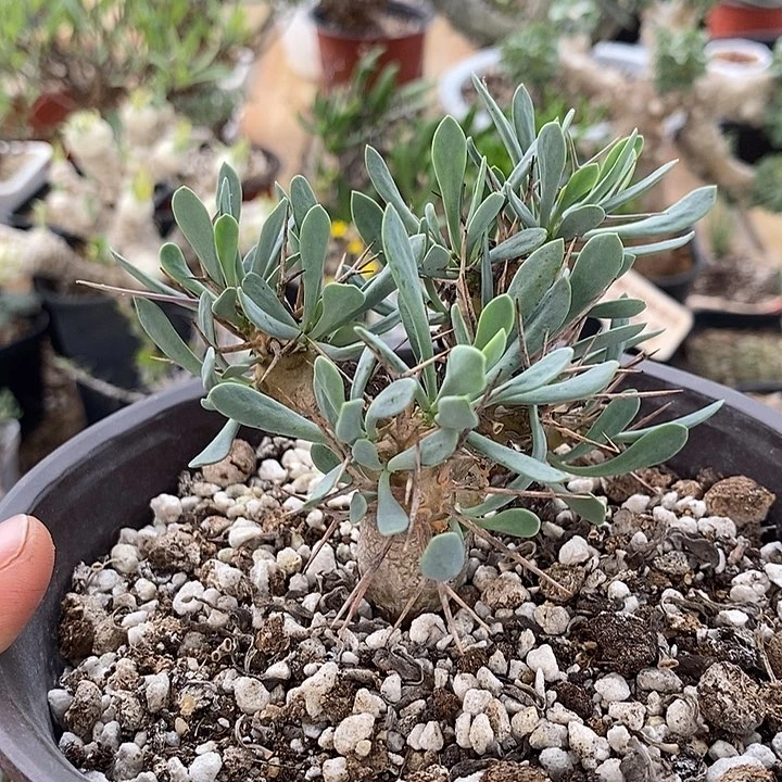 812黑鬼殿厚敦菊脱土一一