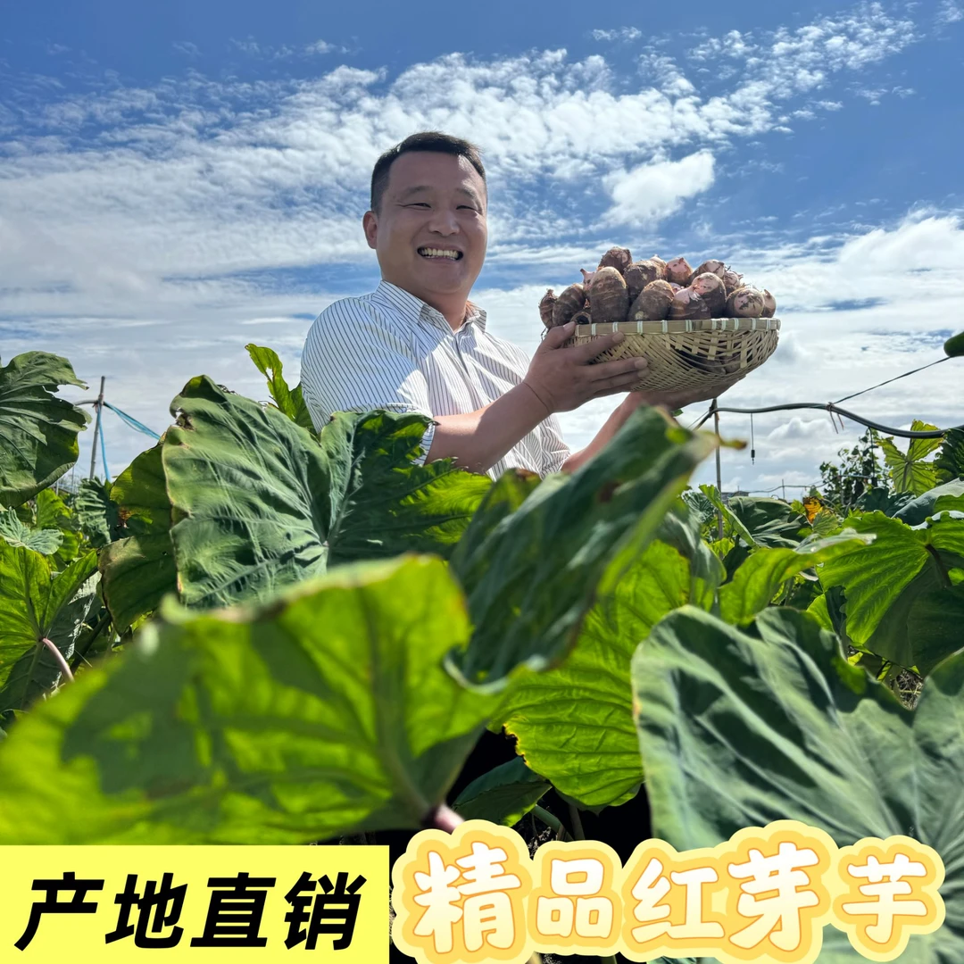 【李振雷专属】红芽芋 软糯可口