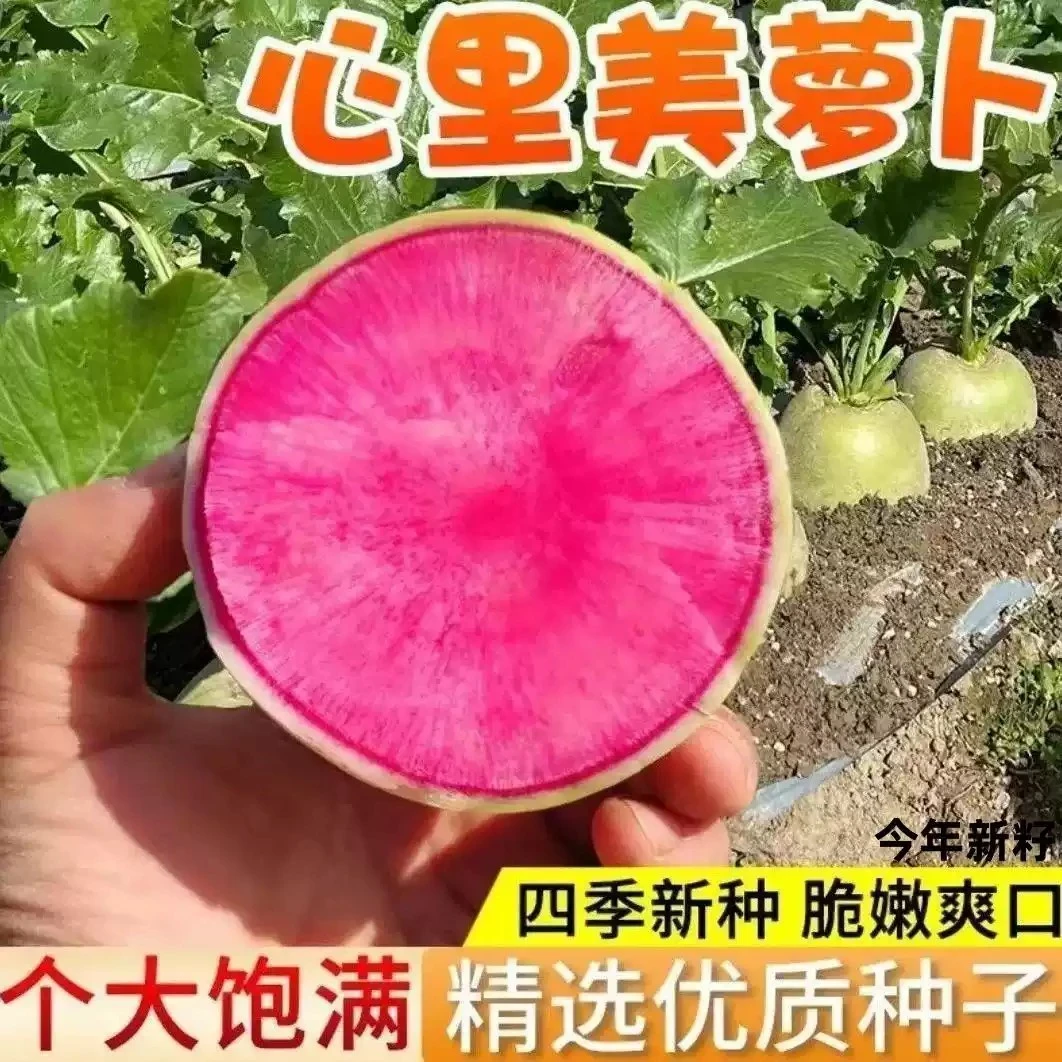 【全店满5包包邮】心里美萝卜种子籽脆甜水果红心萝卜种籽四季盆