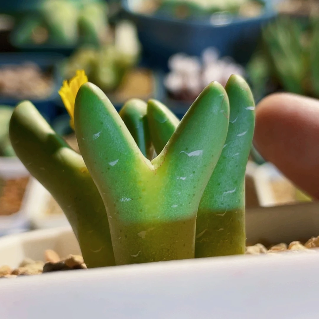 三头皮卡丘圆耳植物一物一拍