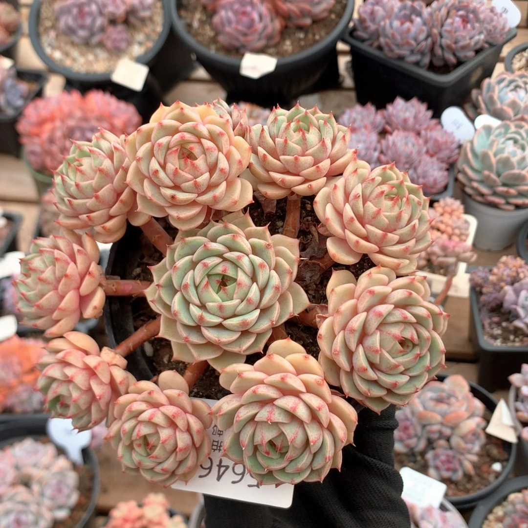 14厘米11头苯巴蒂斯  无砍 捧花 5646