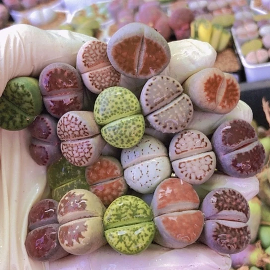 无花朵0408，1.7-2厘米20棵