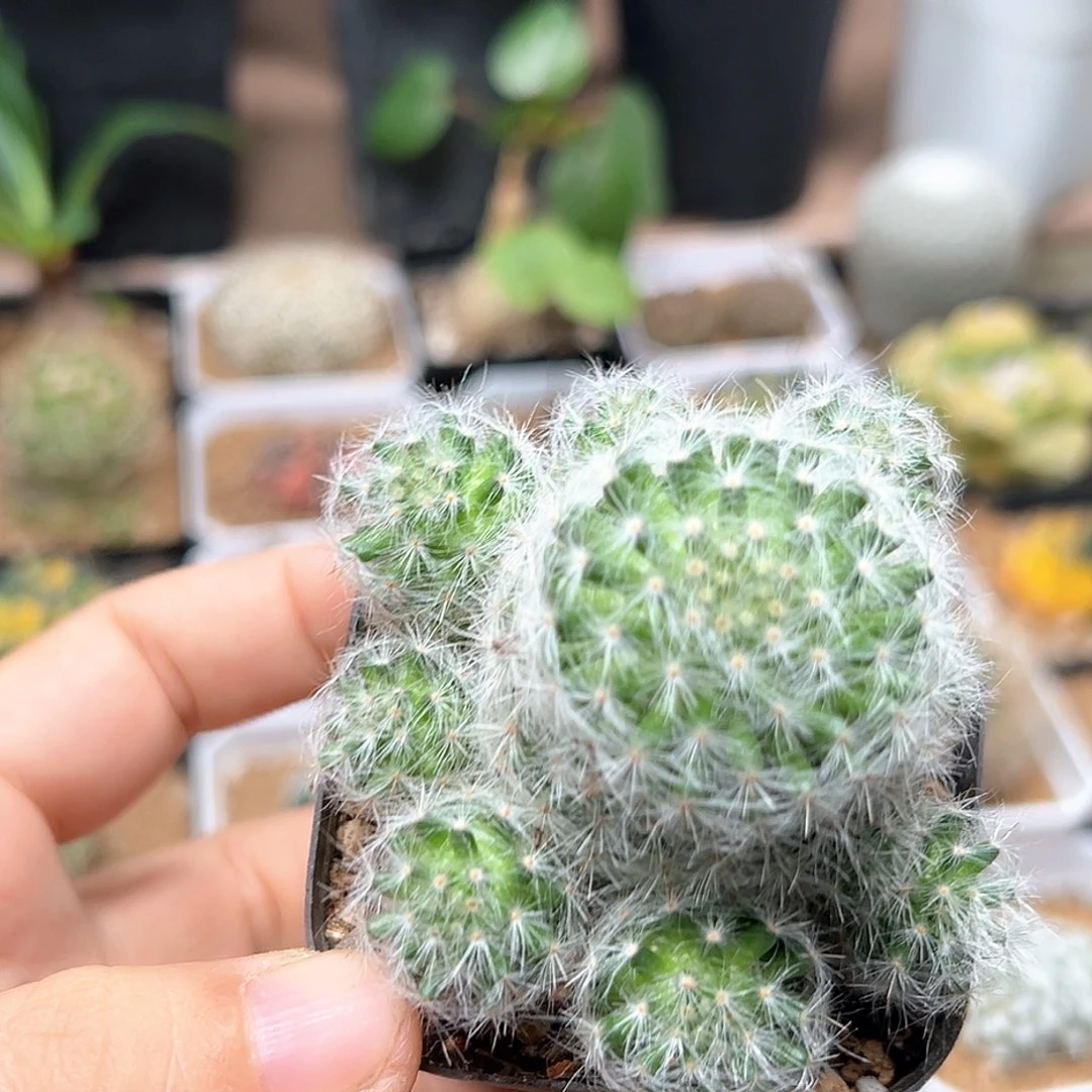 无花朵小惑星群一颗一颗
