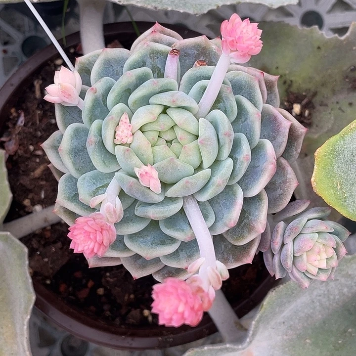 霜花锦一物一拍锦龙