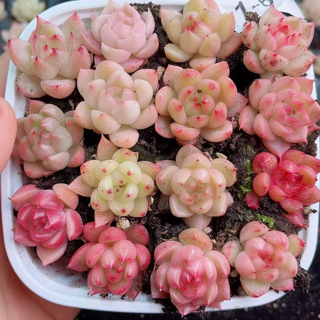 1-631 新疆西藏内蒙零度以下拍保温箱不拍不包损