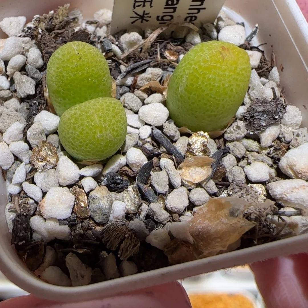 肉锥多肉植物百科-玉米1272