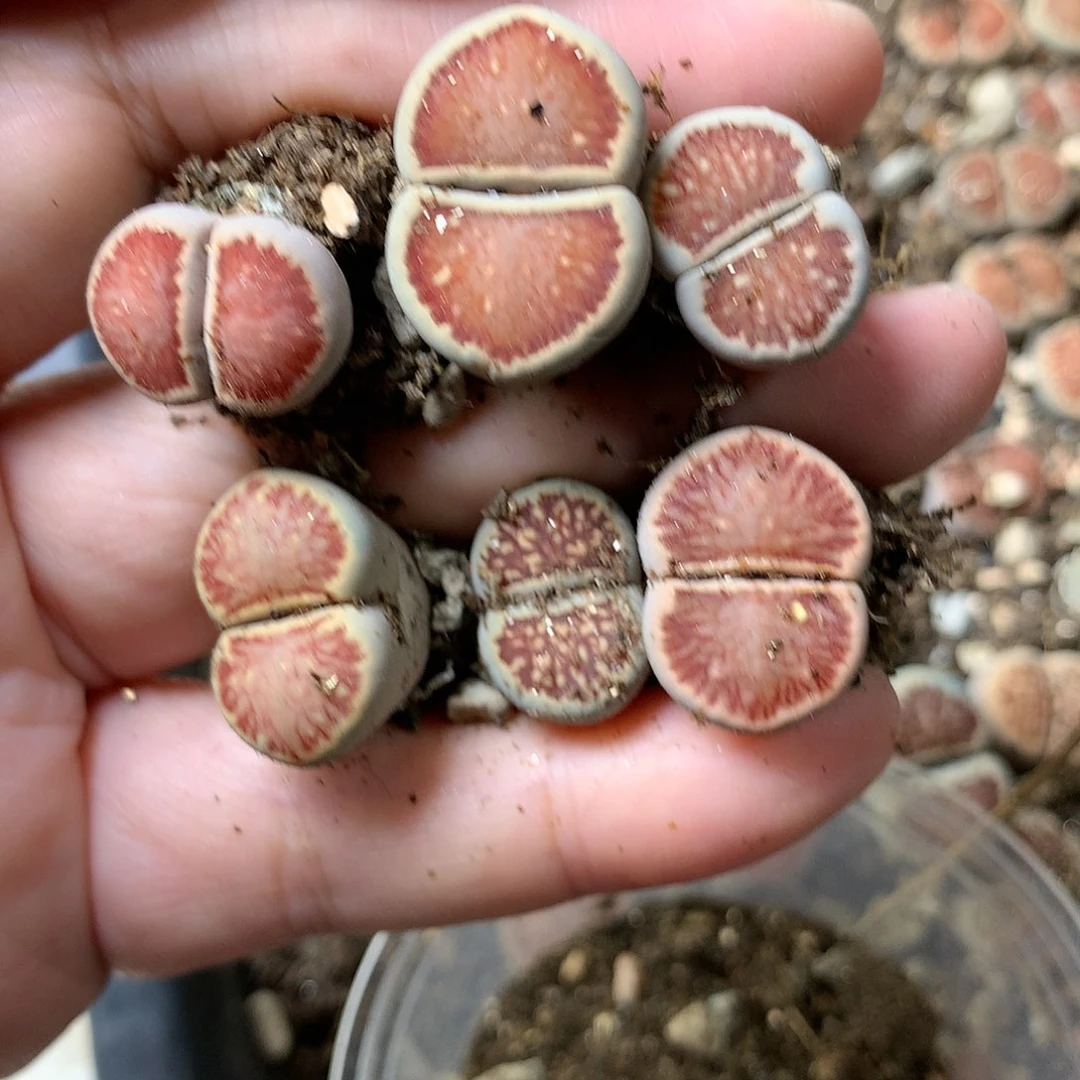 哎****?G402多肉植物保护