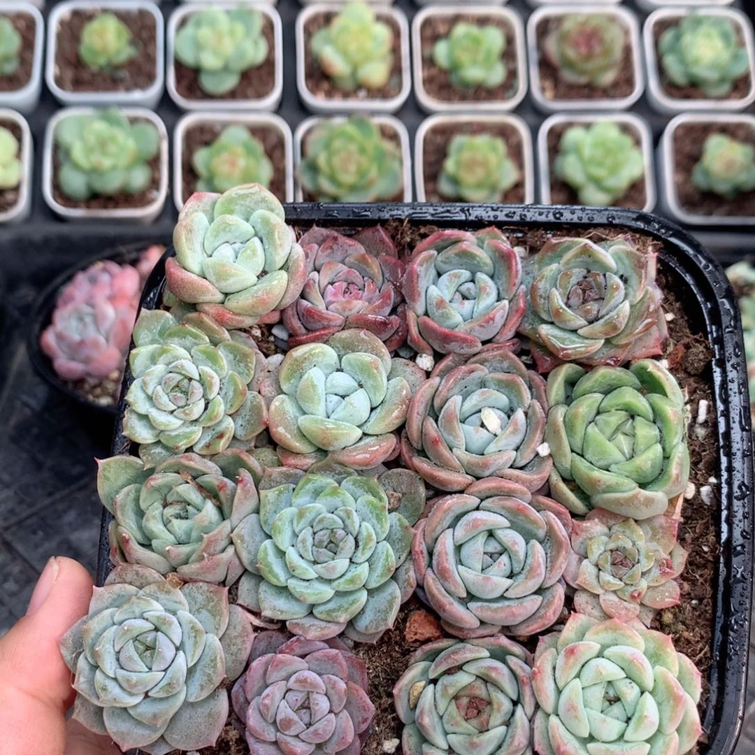 无花朵F134英语英语