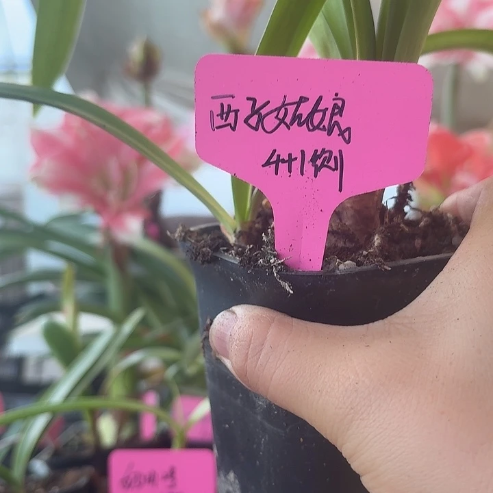 无花朵西子姑娘朱顶红直径4加1