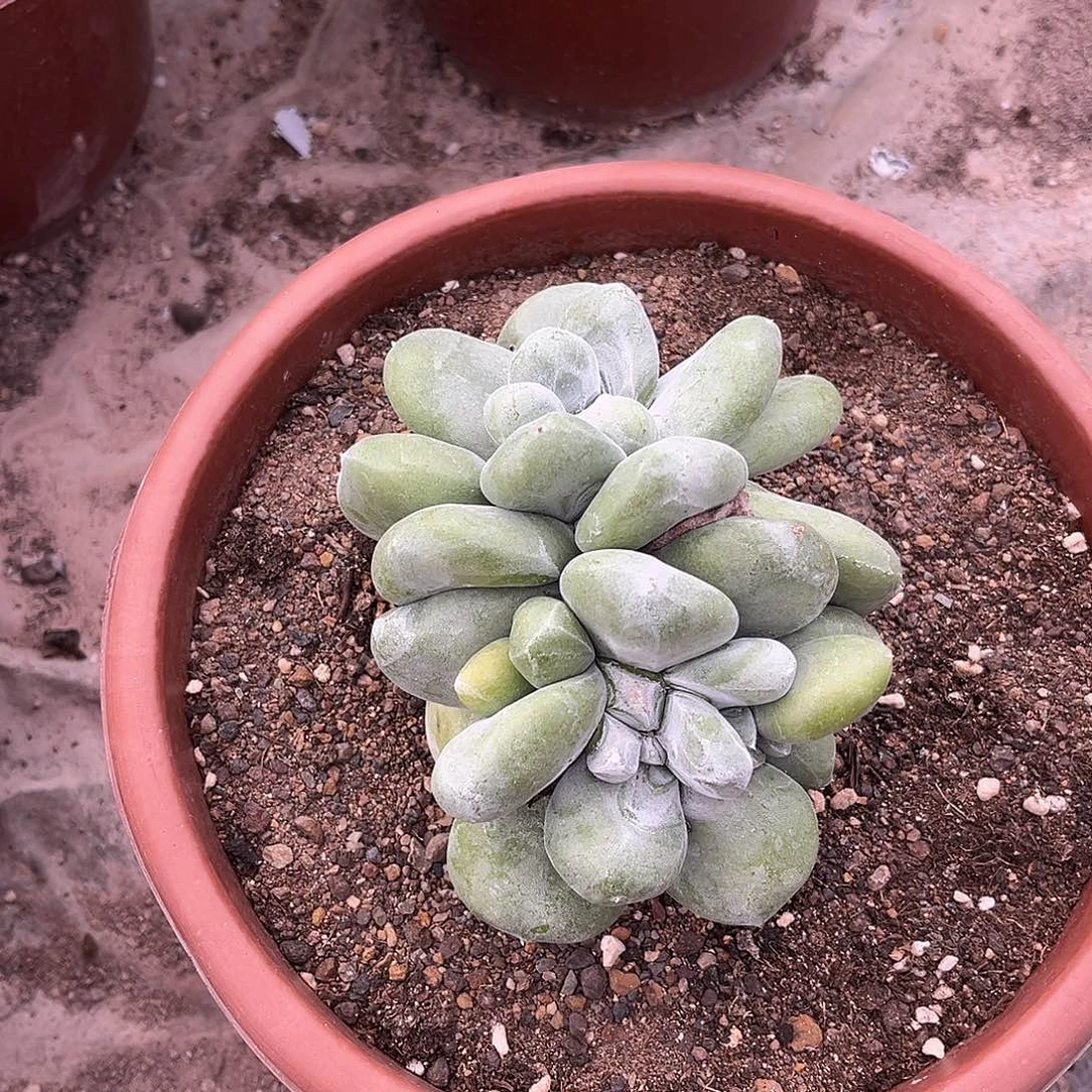 小鹿多肉一物一拍