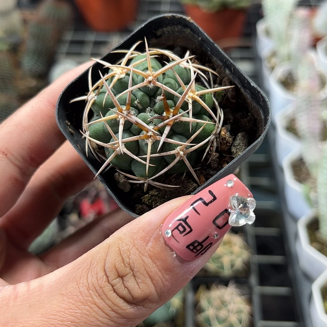 碧岩玉单头发货单头发