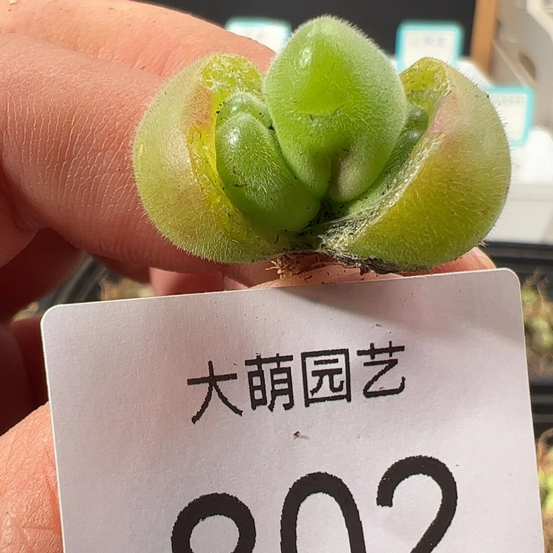 0000802 一物一拍……