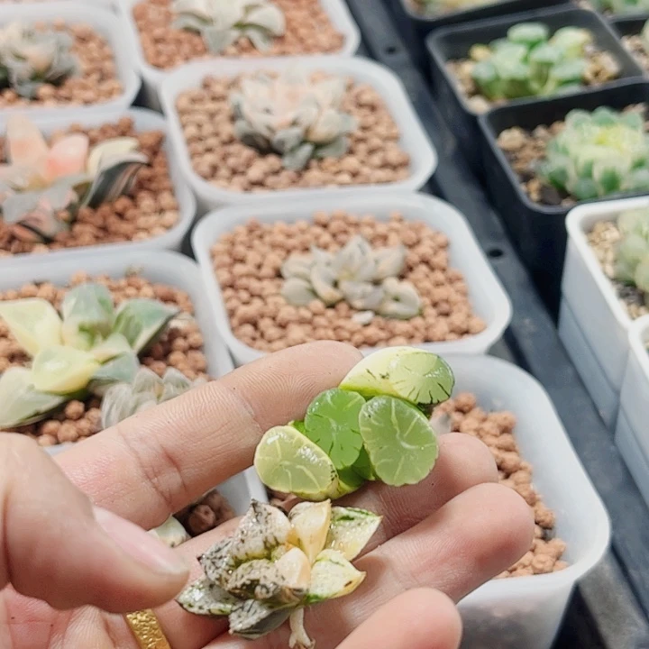 用***2十二卷 潘多拉➕万象锦