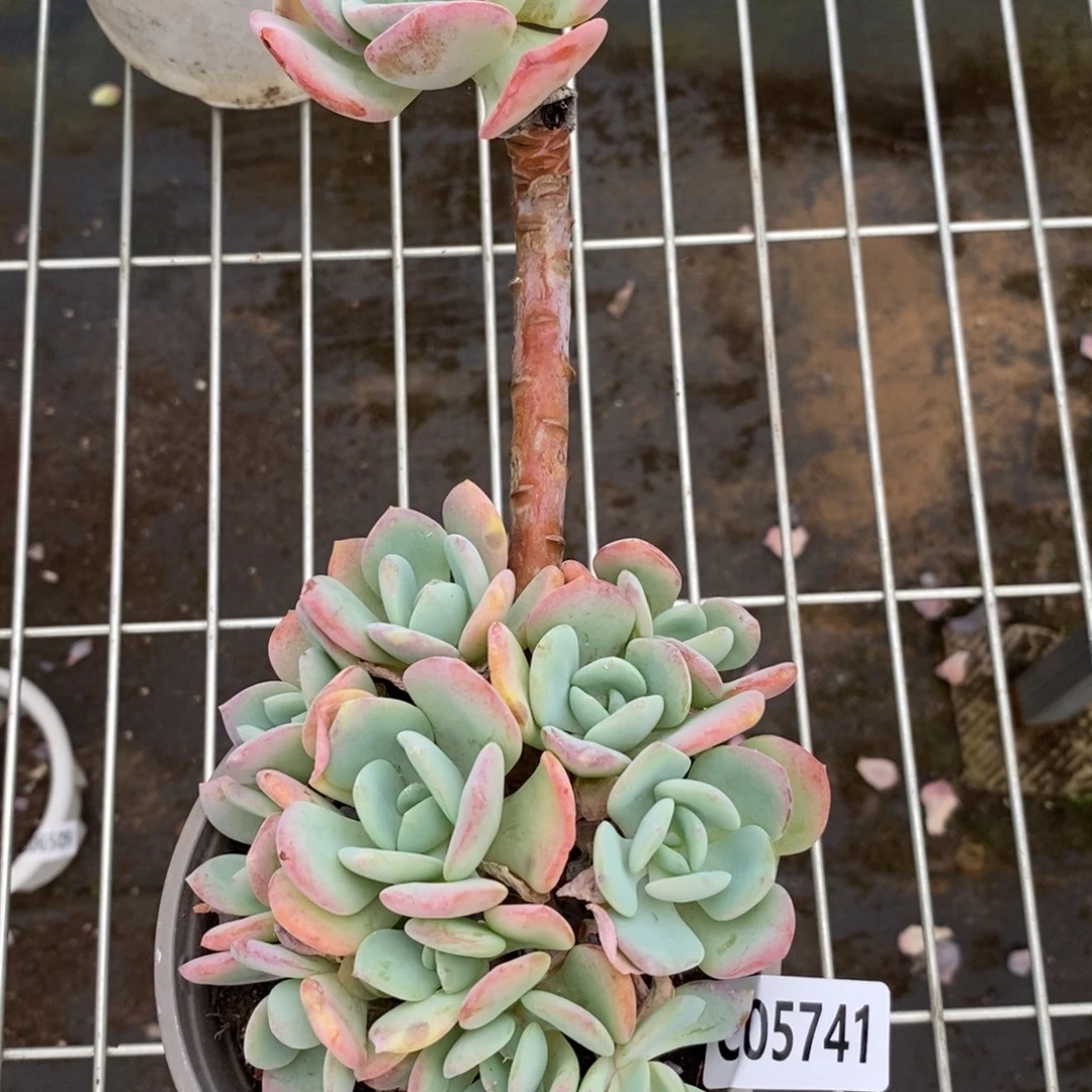 5741白月光一物一拍