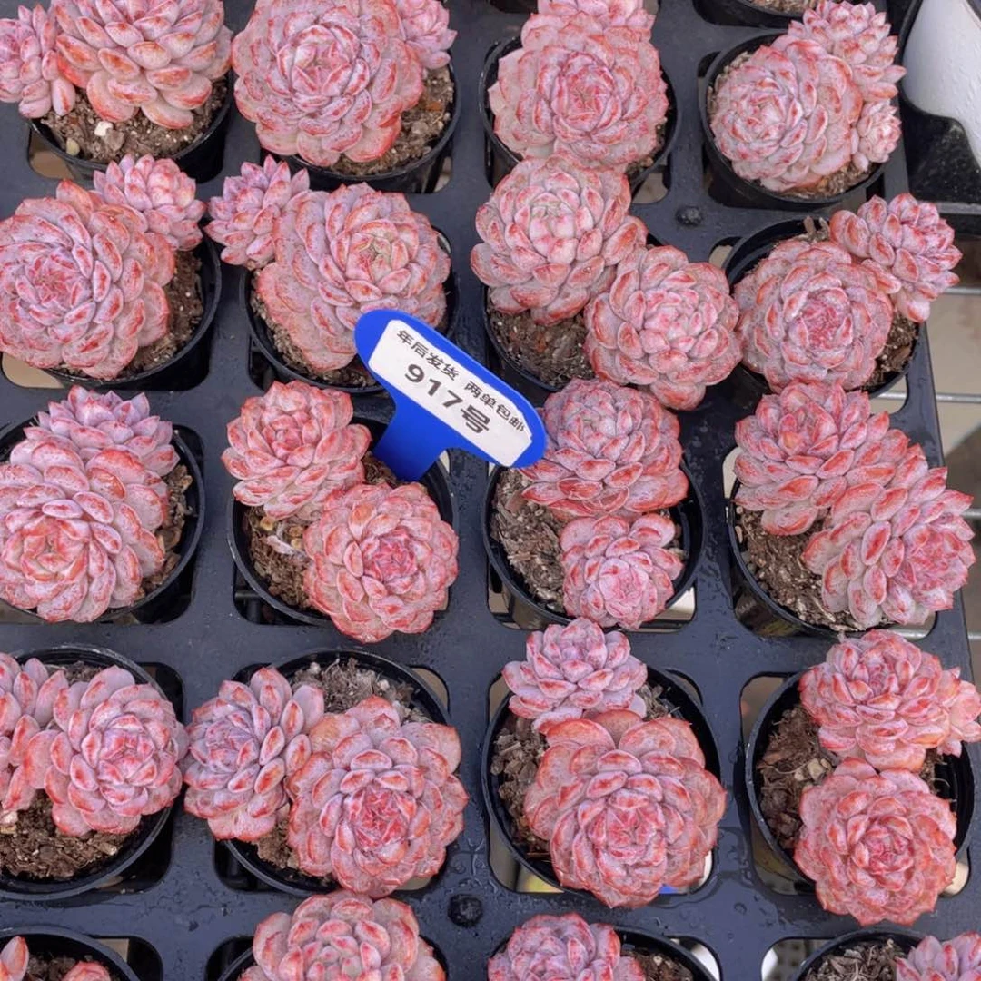 917号小红雪双头一个