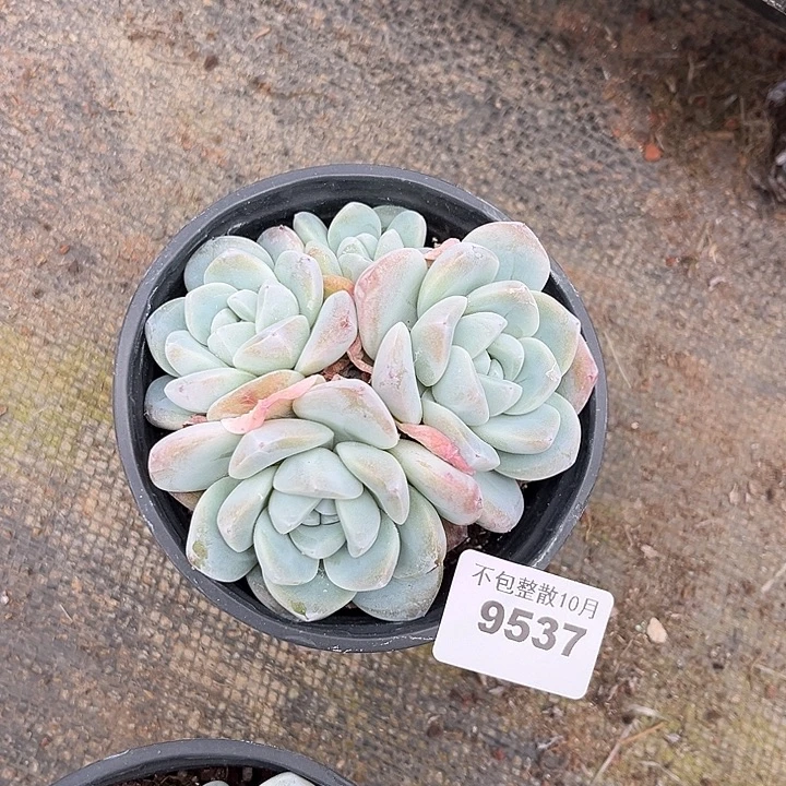 阿雅园艺。    9537冰玉