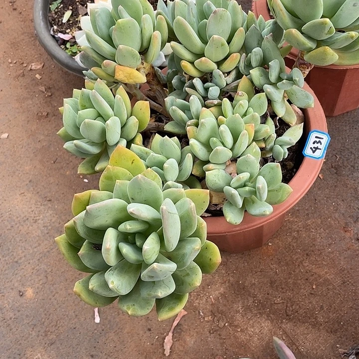431海洋之星 一物一拍多肉