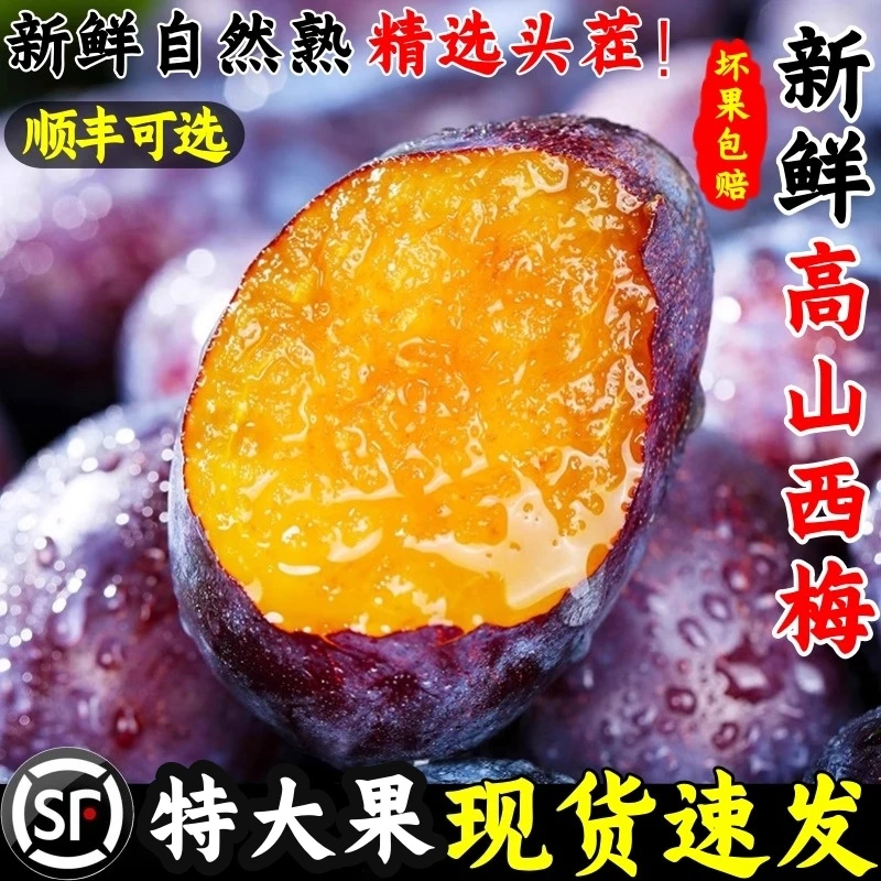 四川高山西梅当季水果5斤整箱特大果孕妇特产法兰西甜李子鲜果1斤