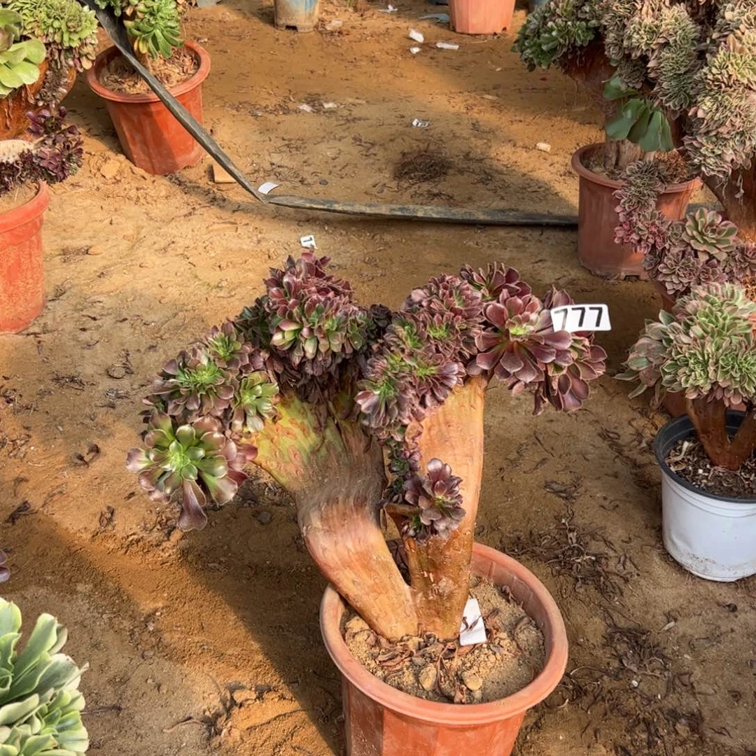 妖欧紫777冠服40厘米