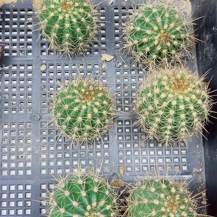毛花柱牛牛侧芽拍一发二