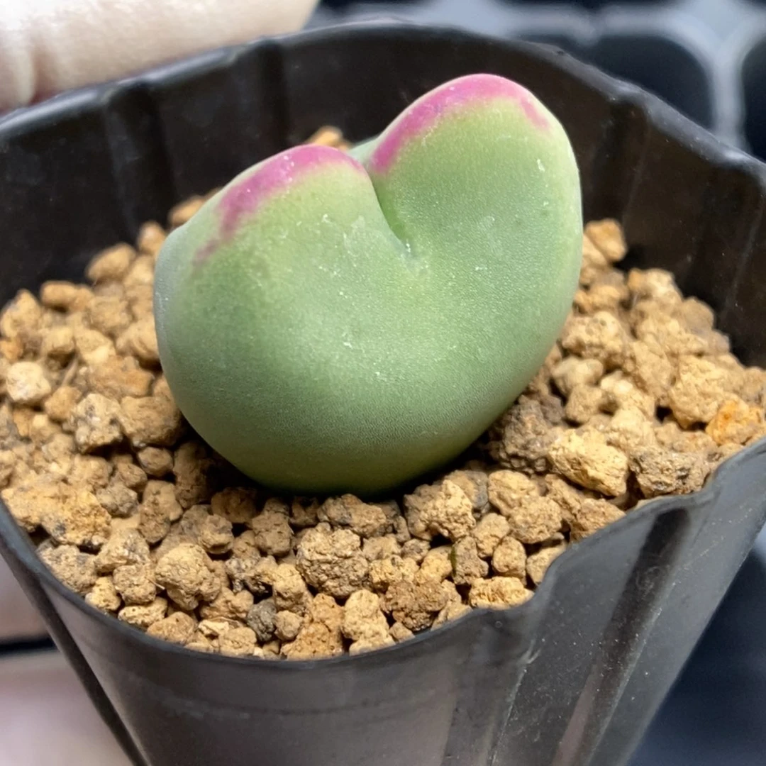 多肉植物肉锥杂交K-909（2.0）爱心将杂