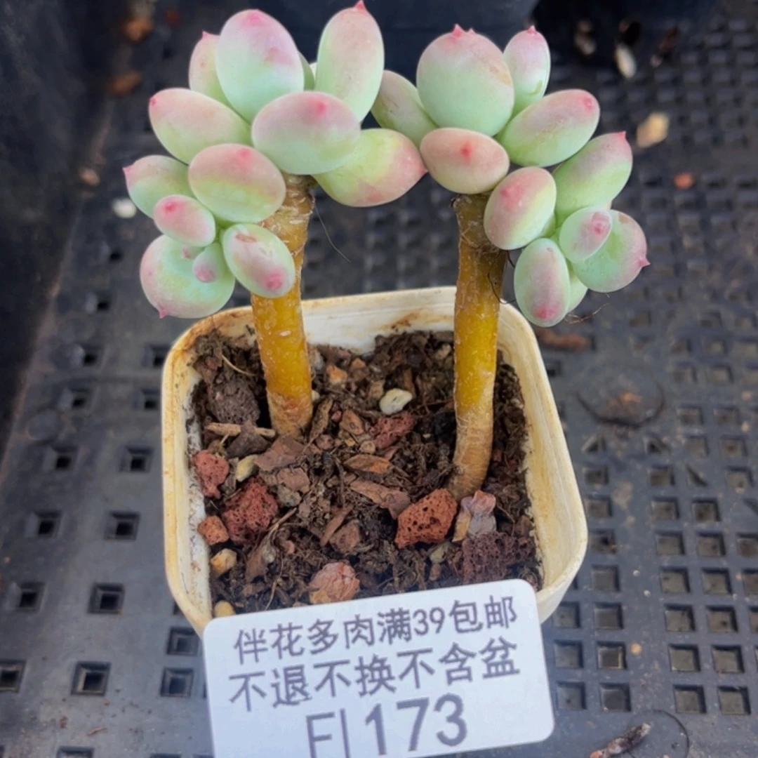 173-苹果奶多肉4cm
