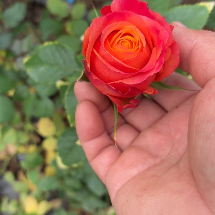 无花朵一加仑火花