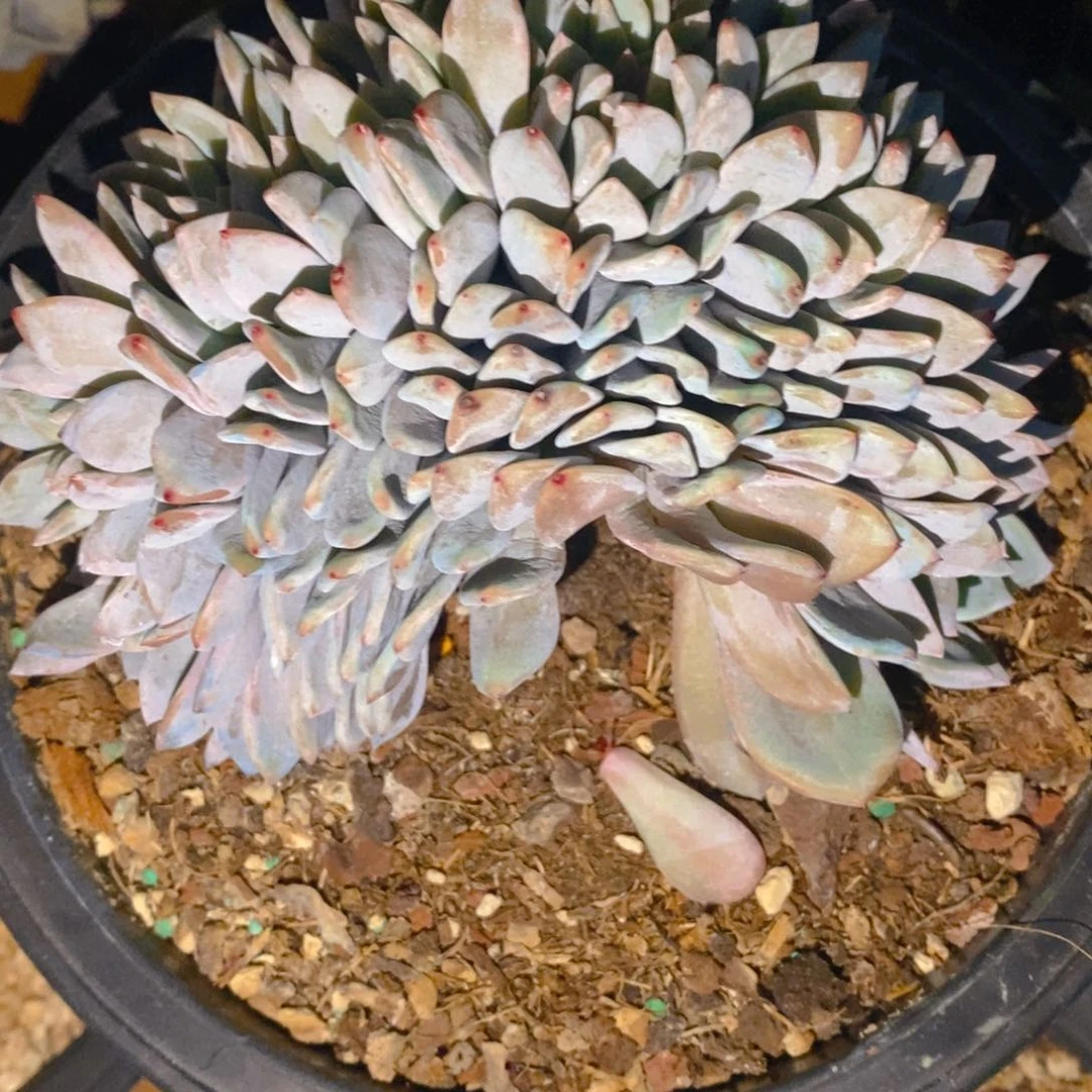 A****?鸡腿星影小树