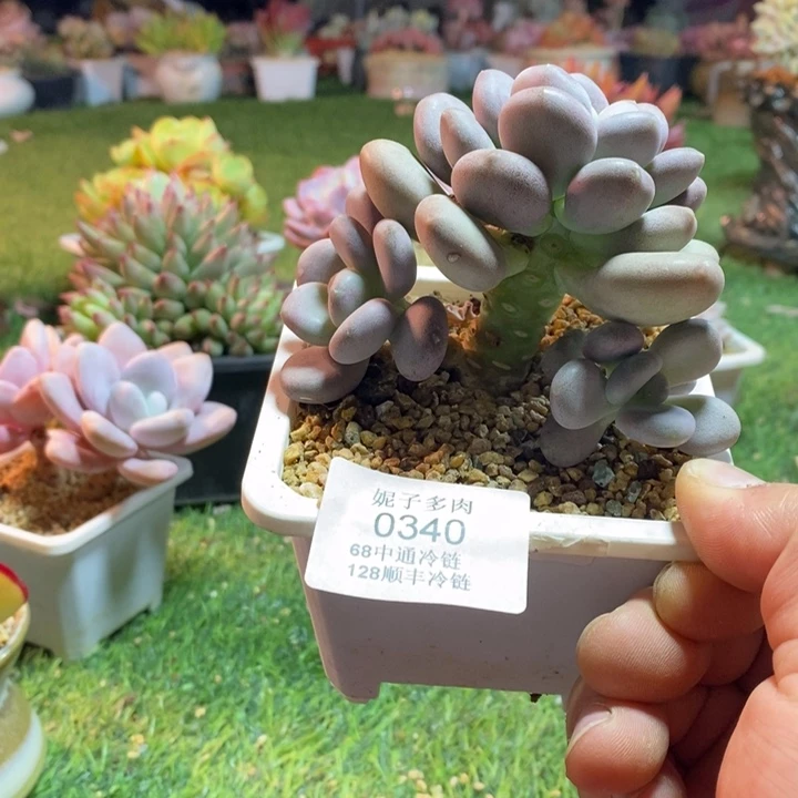 0340啊啊啊啊啊啊啊啊啊啊啊