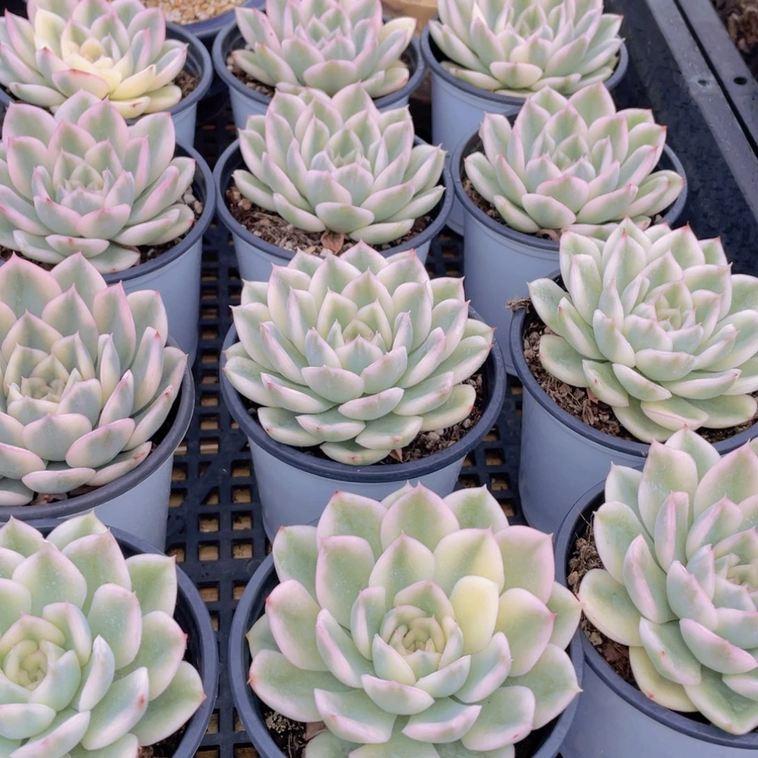 量拍47号 月亮仙子锦单头一个